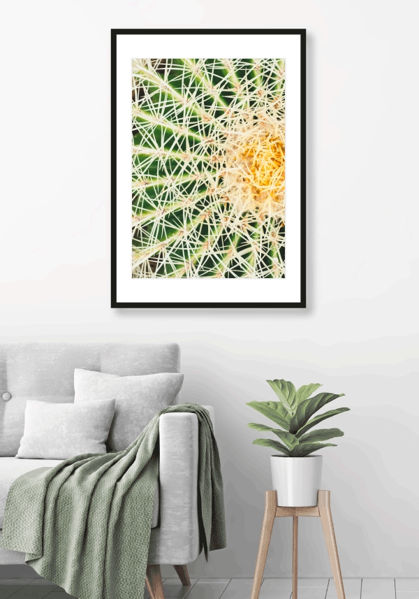 Immagine navigazione slider Cerchio di spine Cactus - 3