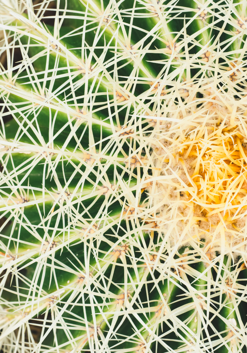 Immagine navigazione slider Cerchio di spine Cactus - 1